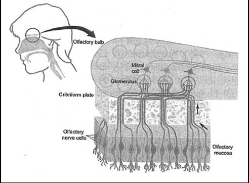 Figure 1. The olfactory bulb, olfactory mucosa, and olfactory nerve cells in humans. Modified picture from the Nobel Prize offical homepage (Nobelprize.org).