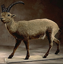 pyreneanibex